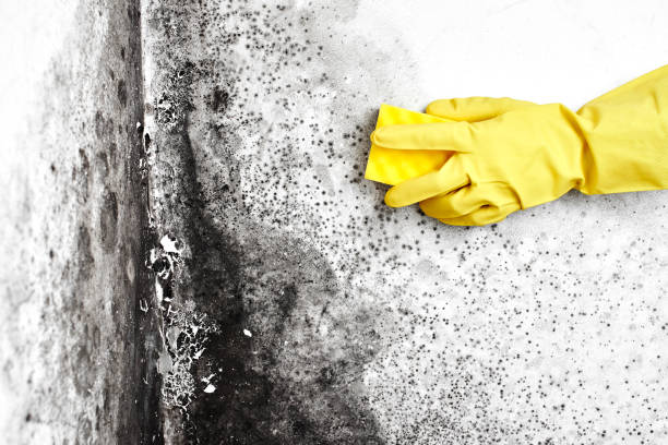 Best Attic Mold Remediation in Waterville, MN