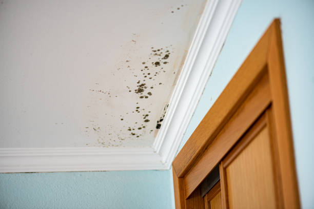 Best Post-Flood Mold Remediation in Waterville, MN
