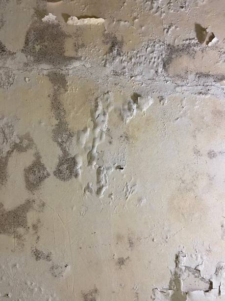 Best DIY Mold Remediation Support Services in Waterville, MN
