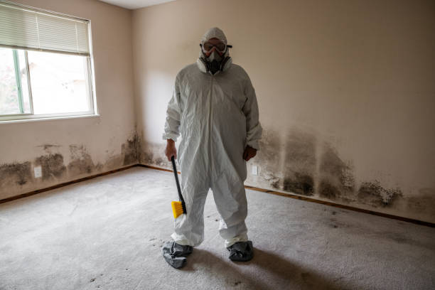 Best Post-Flood Mold Remediation in Waterville, MN